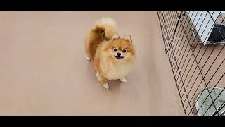 ポメラニアンの動画02