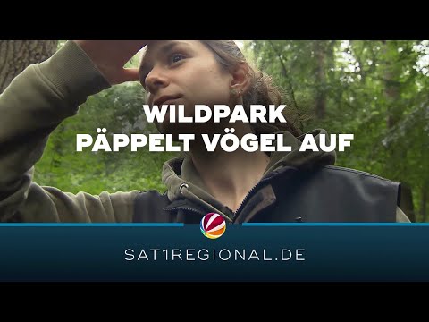 Vogelpflegestation im Wildpark Eekholt päppelt Vögel aus ganz Schleswig-Holstein auf