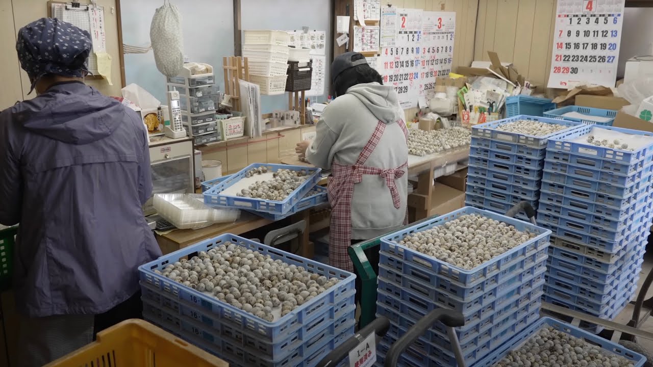 How a Japanese Farm Raises Quails and Produces 70,000 Eggs Daily