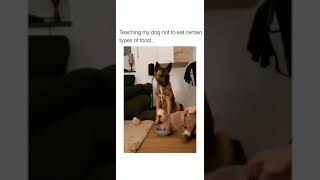Teaching dog not to eat certain type of food | #dogtraining | Check Description/Comment