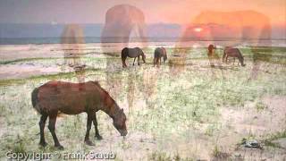 Wild Horses Gretchen Rogers