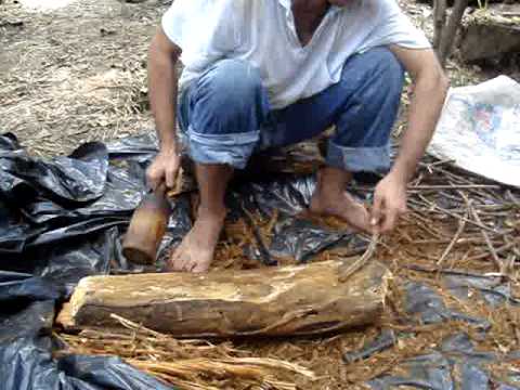 Feitio preparacao do santo daime