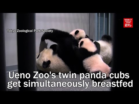 Ueno Zoo's twin panda cubs get simultaneously breastfed