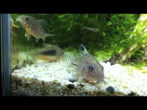 In the Tank With Corydora Sterbai, Julii, Green, Red Cherry Shrimp & Black Neon Tetras