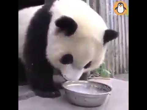 Cute and Adorable Baby Pandas Compilation 🐼🐼🐼