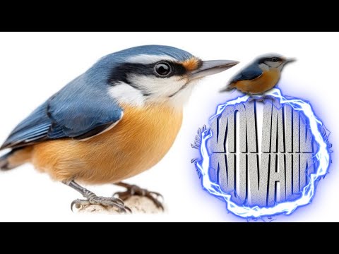 KOVALIK - KOVALIK [VIDEO MASHUP]