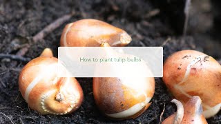Planting Tulips | Outdoor | Garden | Tips for soil condition, depth and how to a plant lot of bulbs.