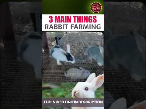 , title : '3 Main Things of Rabbit Farming #shorts #rabbit #rabbitfarming #rabbitlifestyle#shortvideo #trending'
