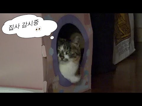 새콤달콤한 삼색이의 일상