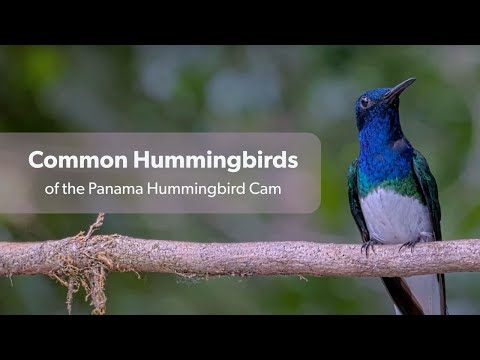 Common Species From The Panama Hummingbird Feeder Cam