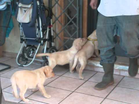 PICCOLO LABRADOR SENZA NOME.wmv