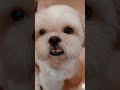 ね！おやつちょうだい shorts dog シーズー shihtzu 犬 17日