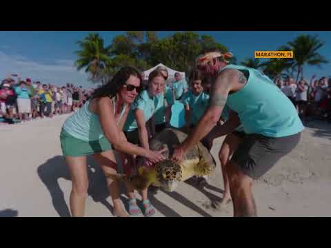 A 200-pound loggerhead sea turtle named Ida was released back into the Atlantic Ocean