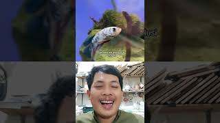 Download lagu Ikan cupang gak mau flaring, kuncup dan sakit ?? mp3