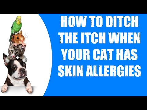 HOW TO DITCH THE ITCH WHEN YOUR CAT HAS SKIN ALLERGIES