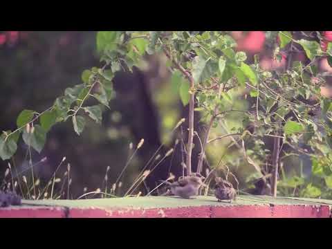 dilawar from nasik is environmental hero. nature forever society of india .20 March world sparrow d