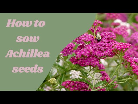 How to sow Achillea Millefolium (common name 'yarrow') seeds