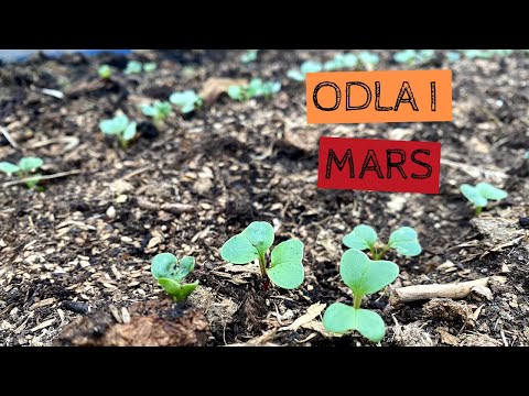 Odla i MARS - Vitlöken har tittat upp och det växer i växthusen