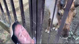 トナカイ vs 野獣先輩