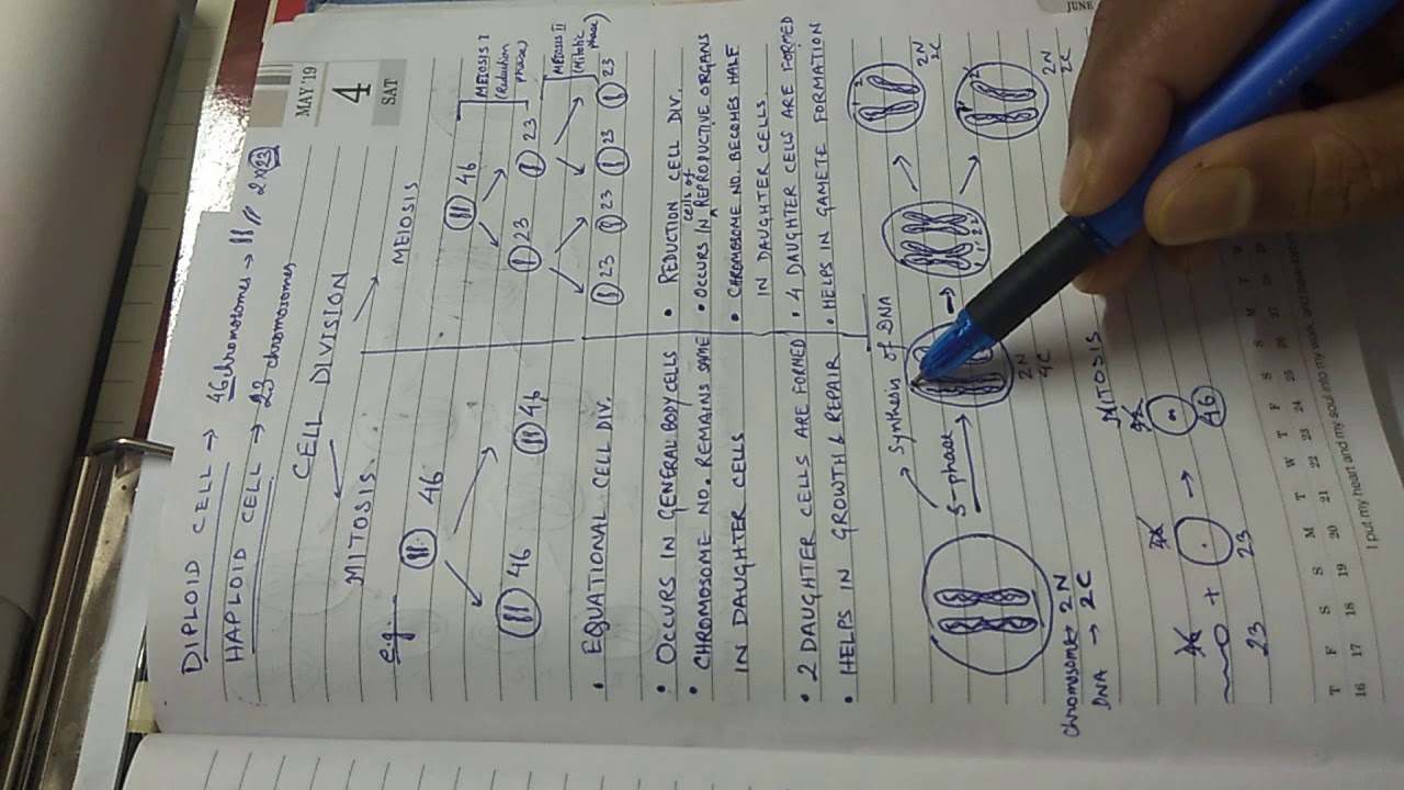 Cell Division : mitosis and meiosis - class 9
