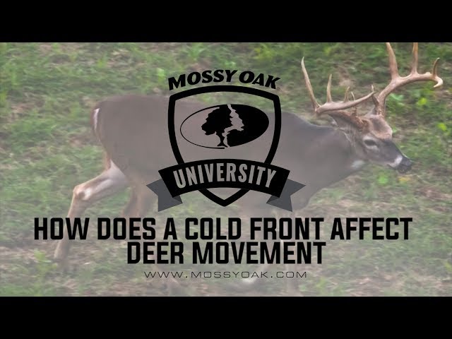 How the Rut Affects Buck Movement