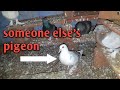 Someone Else S Pigeons In My Coop