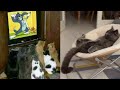 Cat Watching Tom And Jerry Cat Reaction To Tom And Jerry Funny Cat Reaction Compilation