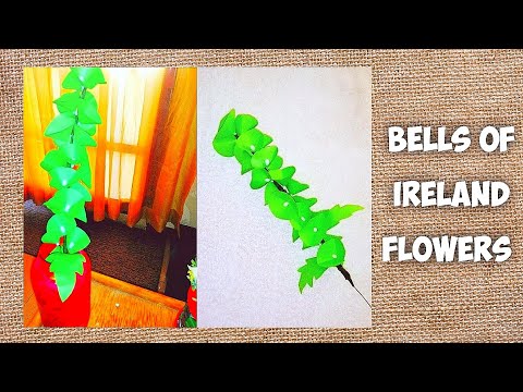 Diy Bells of Ireland Flowers / Bells of Ireland Paper Flower