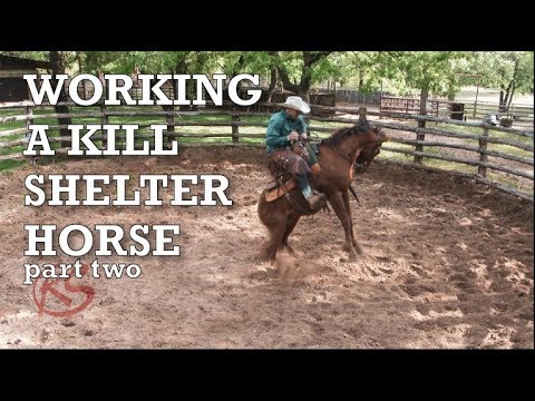 Helping a Rescue 4 yo Horse Part 2