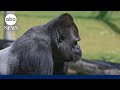 100 Men Vs 1 Gorilla Who D Win In A Fight