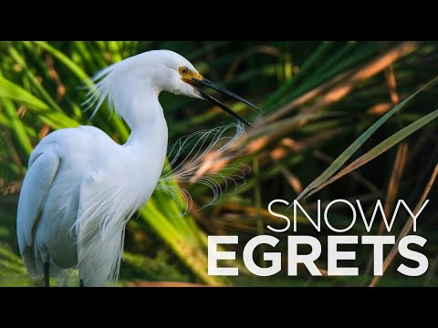 Snowy Egret Drive