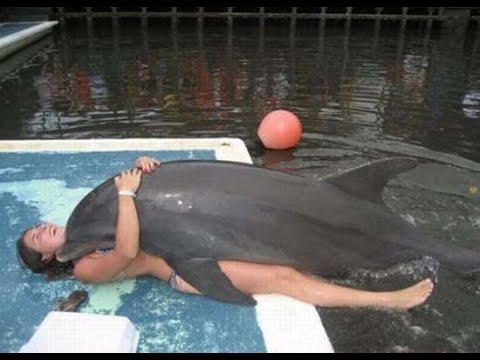 Dauphins étonnants - compilation de dauphins amusants