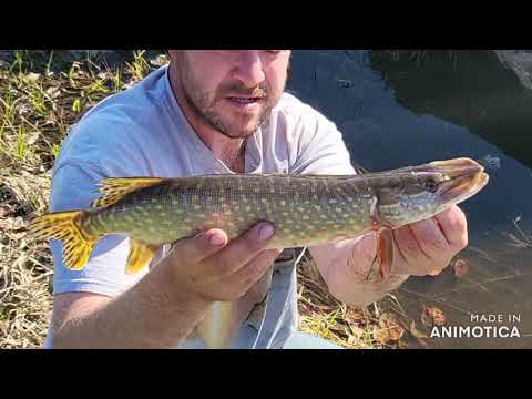 Maxing Out A Retro Fishing Rod