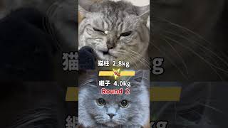 可愛い顔を演じることができる猫猫猫動画vlgCapCut