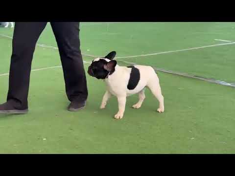 MEJOR DE EXPOSICIÓN Club Canófilo de la Sultana del Norte