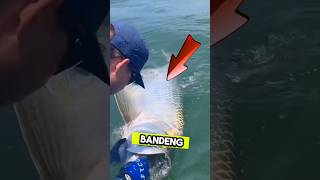 Download lagu Menangkap ikan bandeng raksasa di laut #shortvideo #fishing #shorts #ikanbandeng mp3 Download lagu Menangkap ikan bandeng raksasa di laut #shortvideo #fishing #shorts #ikanbandeng mp3
