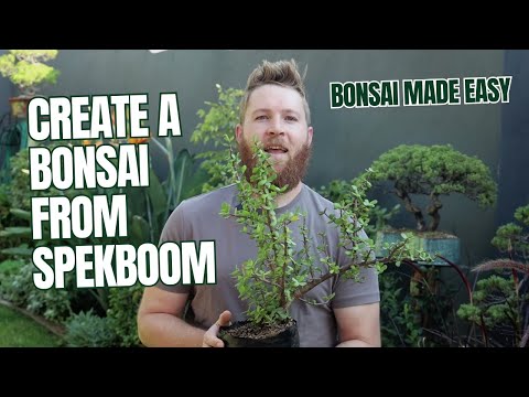 Bonsai Made Simple: Shaping a Spekboom from Scratch