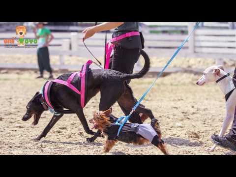 Vai Totó Corrida e Caminhada Beneficente - 2017