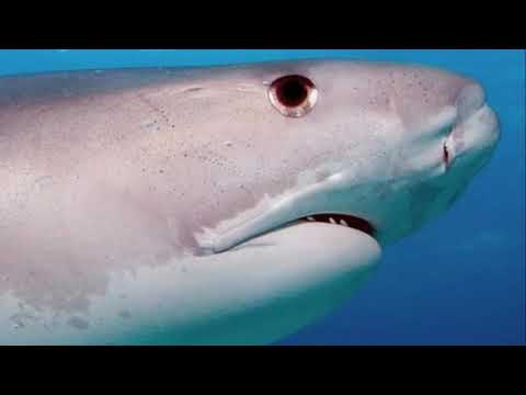 Haie die eine Tigerhai Dame ist die berühmte Emma