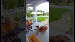 Dogs saving babies #shorts