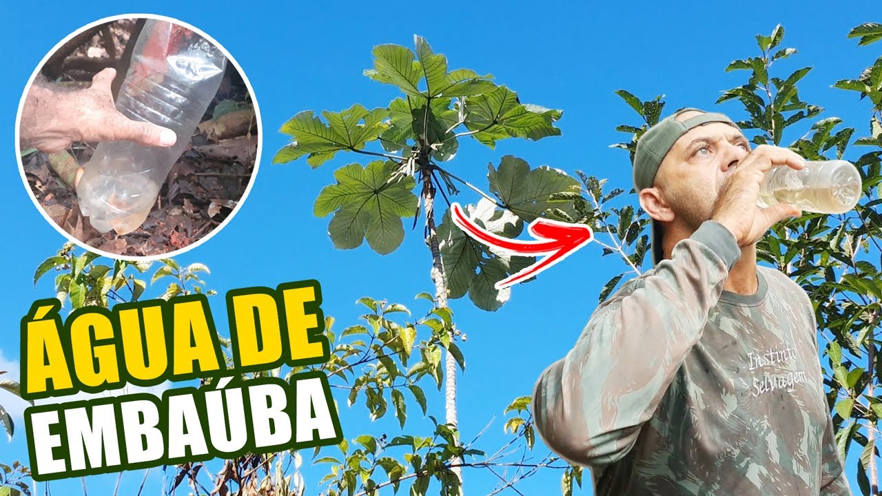 DE ONDE VEM A ÁGUA QUE REIDRATA E CURA ??