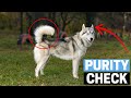 How To Identify Pure Bred Siberian Husky Puppy