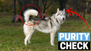 How to Identify Pure Bred Siberian Husky Puppy?