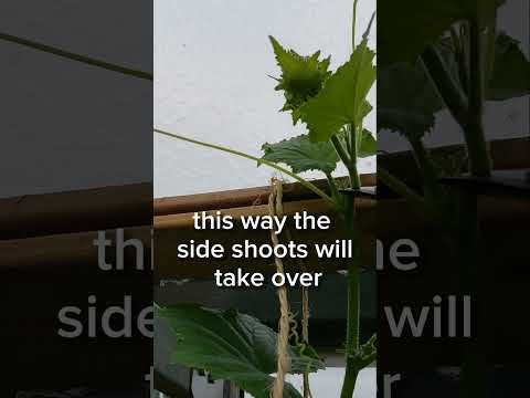 cucumber growing tip, why to cut the top of ure cucumberplant #gardendiy #gardening