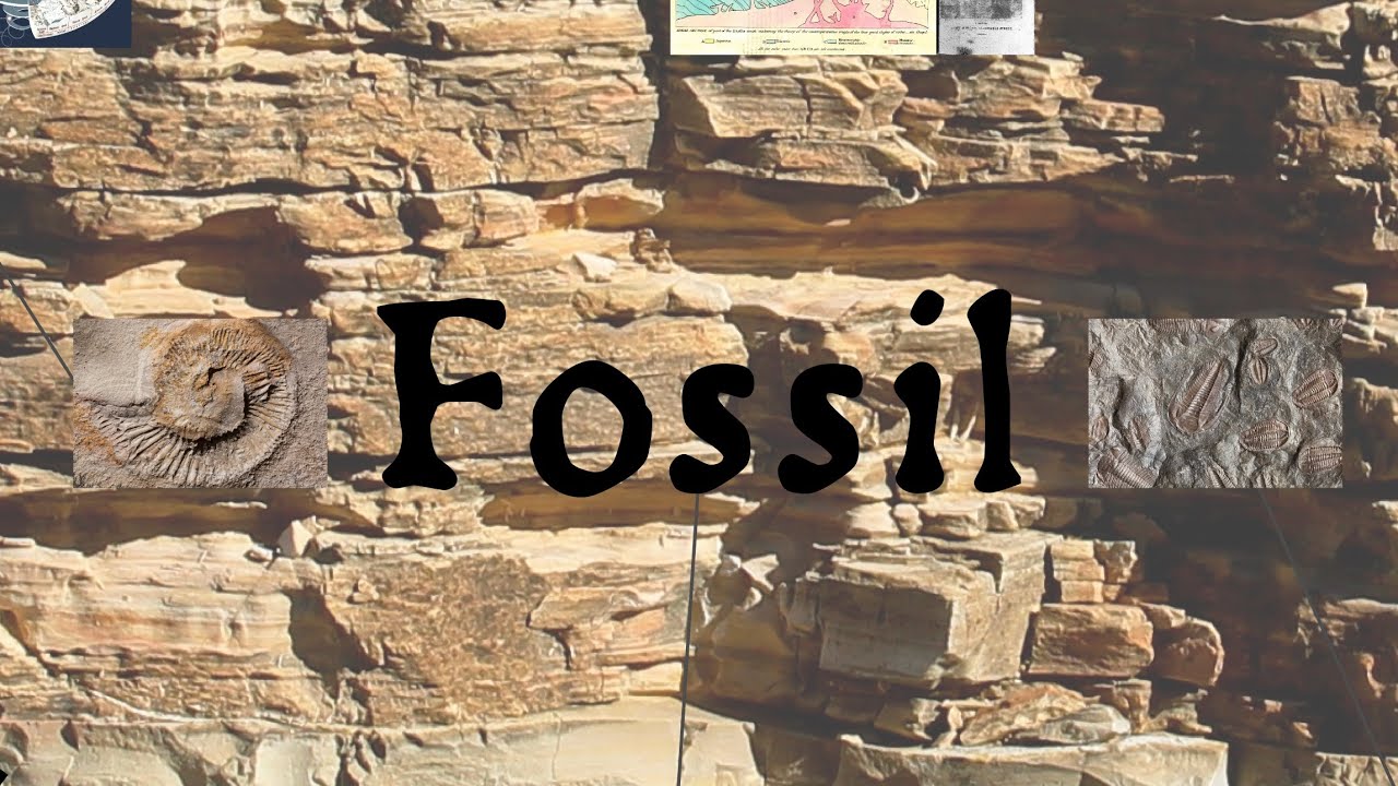 Fossil: The Language & History of Paleontology