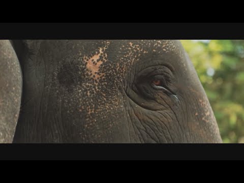 AdoeM - Edamame ( MashUp Video )