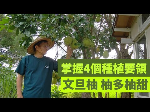 柚子病蟲害