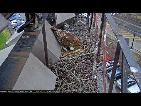 Big Red Delivers Big Bark Strip For Nest Bowl At Cornell Hawks Nest – March 20, 2020