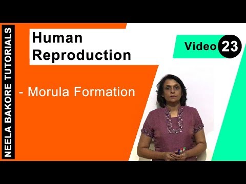 download lagu mp3 mp4 Morula, download mp3 Morula free downloadn, video klip Morula