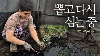 쌀쌀한 봄 작물 심을 때 주의해야할 점